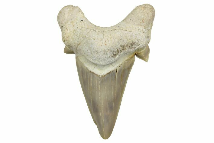 Fossil Shark Tooth (Otodus) - Morocco #353424